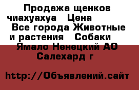 Продажа щенков чиахуахуа › Цена ­ 12 000 - Все города Животные и растения » Собаки   . Ямало-Ненецкий АО,Салехард г.